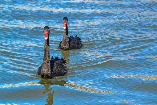 swans in a lake